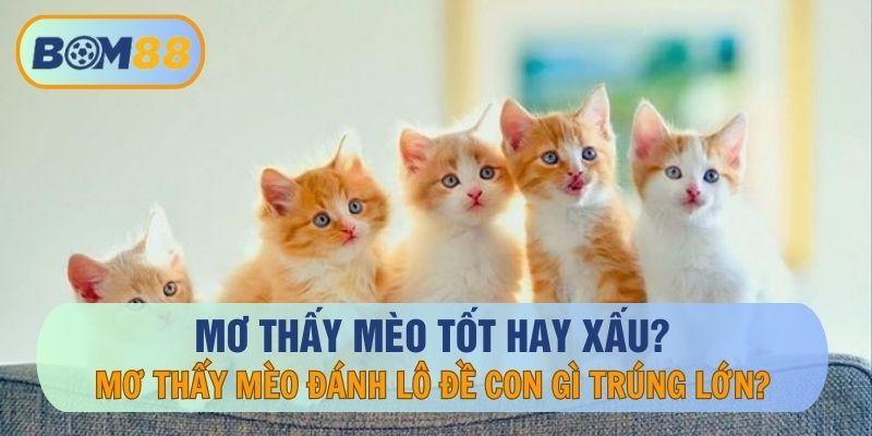 BOM88 Giải mã giấc mơ thấy mèo là tốt hay xấu ? Đánh con gì giúp anh em về bờ tại BOM88?